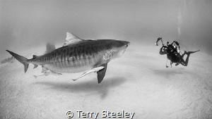 'Taking care of business.'
—
Subal underwater housing, ... by Terry Steeley 